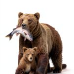 Alaska Travel Guide eBook Kindle Edition Amazon-0
